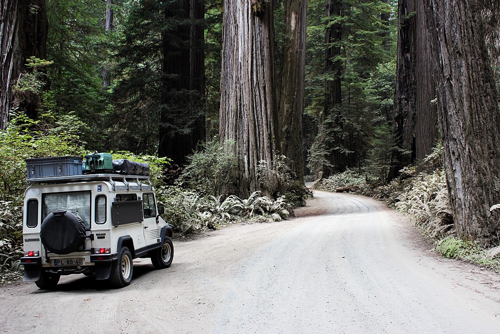 Redwoods/ sekwoje